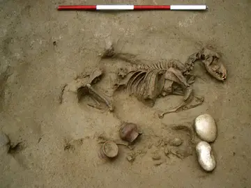 Misterio científico: 16 personas enterradas en Verona con perros, caballos, cerdos y gallinas hace más de 2.000 años Misterio científico: 16 personas enterradas en Verona con perros, caballos, cerdos y gallinas hace más de 2.000 años