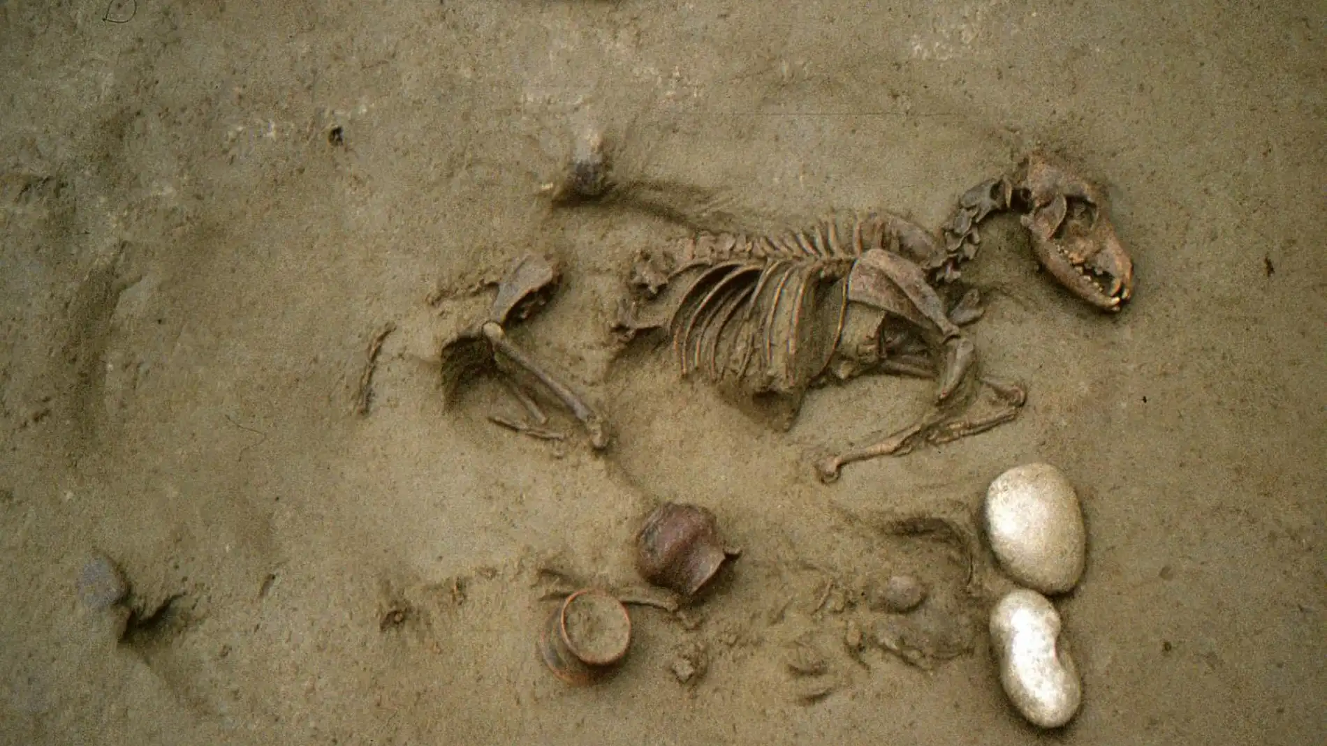 Misterio científico: 16 personas enterradas en Verona con perros, caballos, cerdos y gallinas hace más de 2.000 años