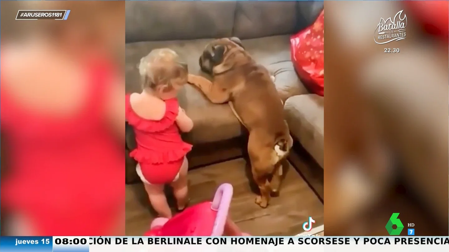 ¿Quién de los dos conseguirá subirse al sofá? La competición bebé niña-perro paticorto que entusiasma a los aruser@s ¿Quién de los dos conseguirá subirse al sofá? La competición bebé niña-perro paticorto que entusiasma a los aruser@s