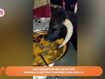 Toro comiendo paella que se ha vuelto viral