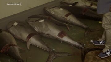 Chicote descubre con la Guardia Civil las condiciones del atún rojo en una nave ilegal: "Estaba provocando intoxicaciones"
