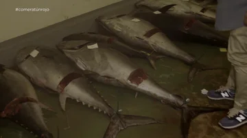 Chicote descubre con la Guardia Civil las condiciones del atún rojo en una nave ilegal: &quot;Estaba provocando intoxicaciones&quot;
