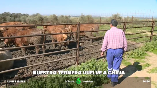 TERNERA CHINA TERNERA CHINA