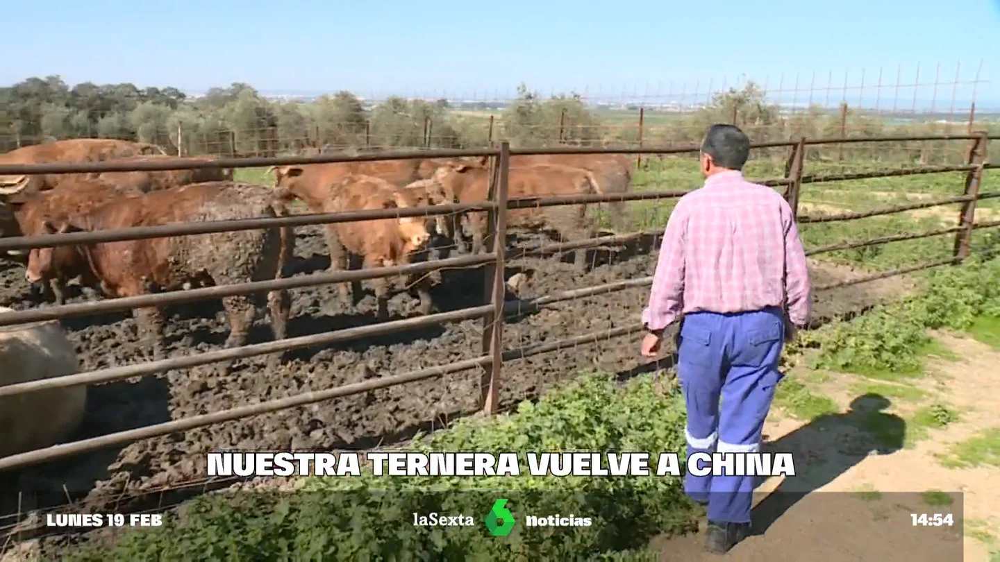 TERNERA CHINA TERNERA CHINA