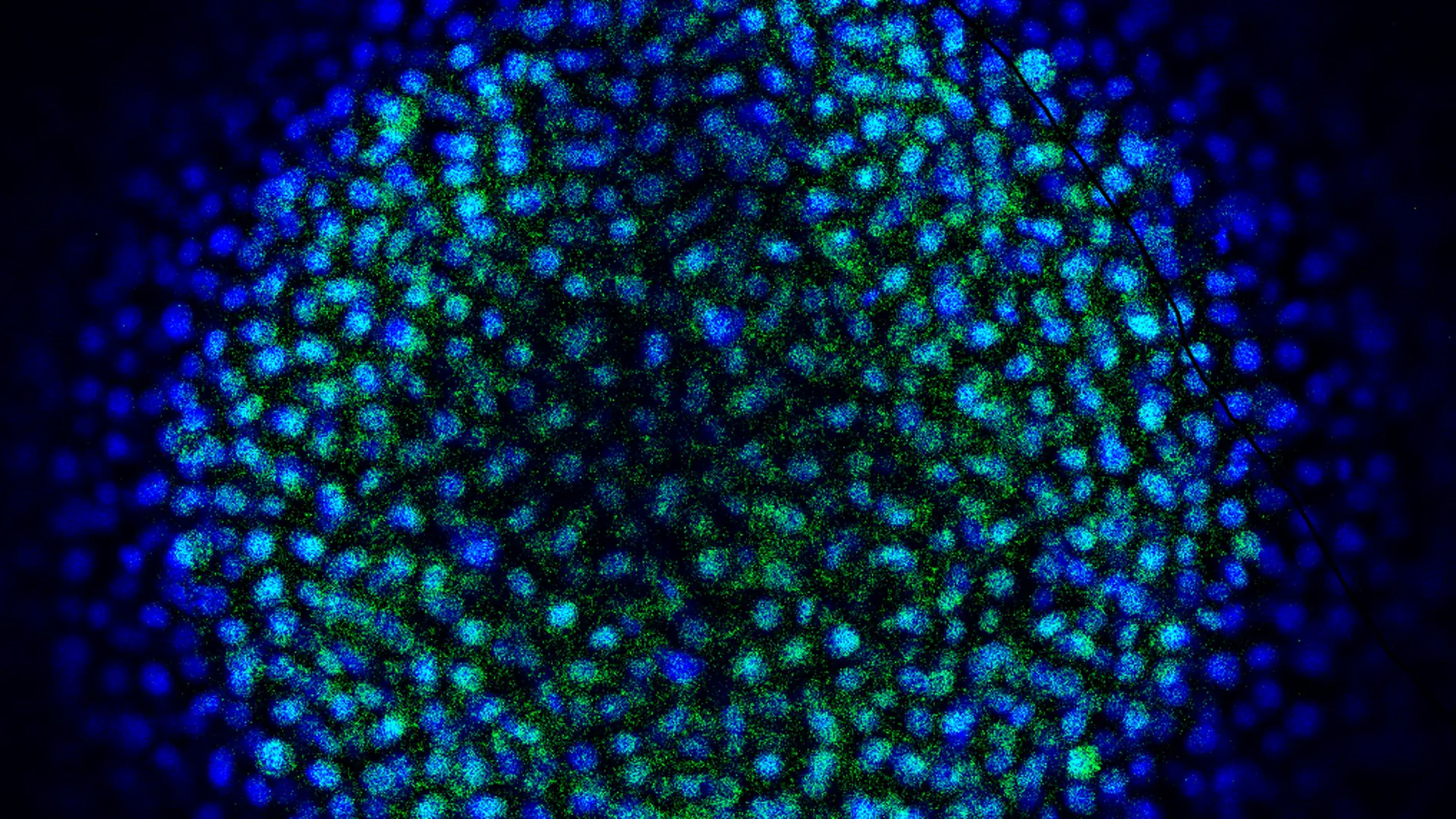 Inmunofluorescencia de un embrión de pez cebra