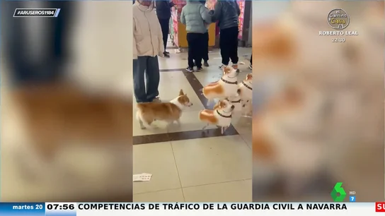 El divertido desconcierto de un corgi al cruzarse con una 'manada' de globos que se parecen a él El divertido desconcierto de un corgi al cruzarse con una 'manada' de globos que se parecen a él