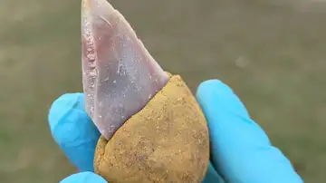 Herramienta de piedra con un mango hecho de betún líquido 