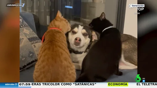 El masaje gatuno que todos necesitamos: este vídeo viral demuestra que los perros y los gatos pueden ser mejores amigos El masaje gatuno que todos necesitamos: este vídeo viral demuestra que los perros y los gatos pueden ser mejores amigos