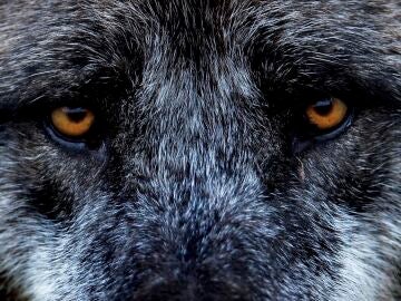 Ojos de un lobo