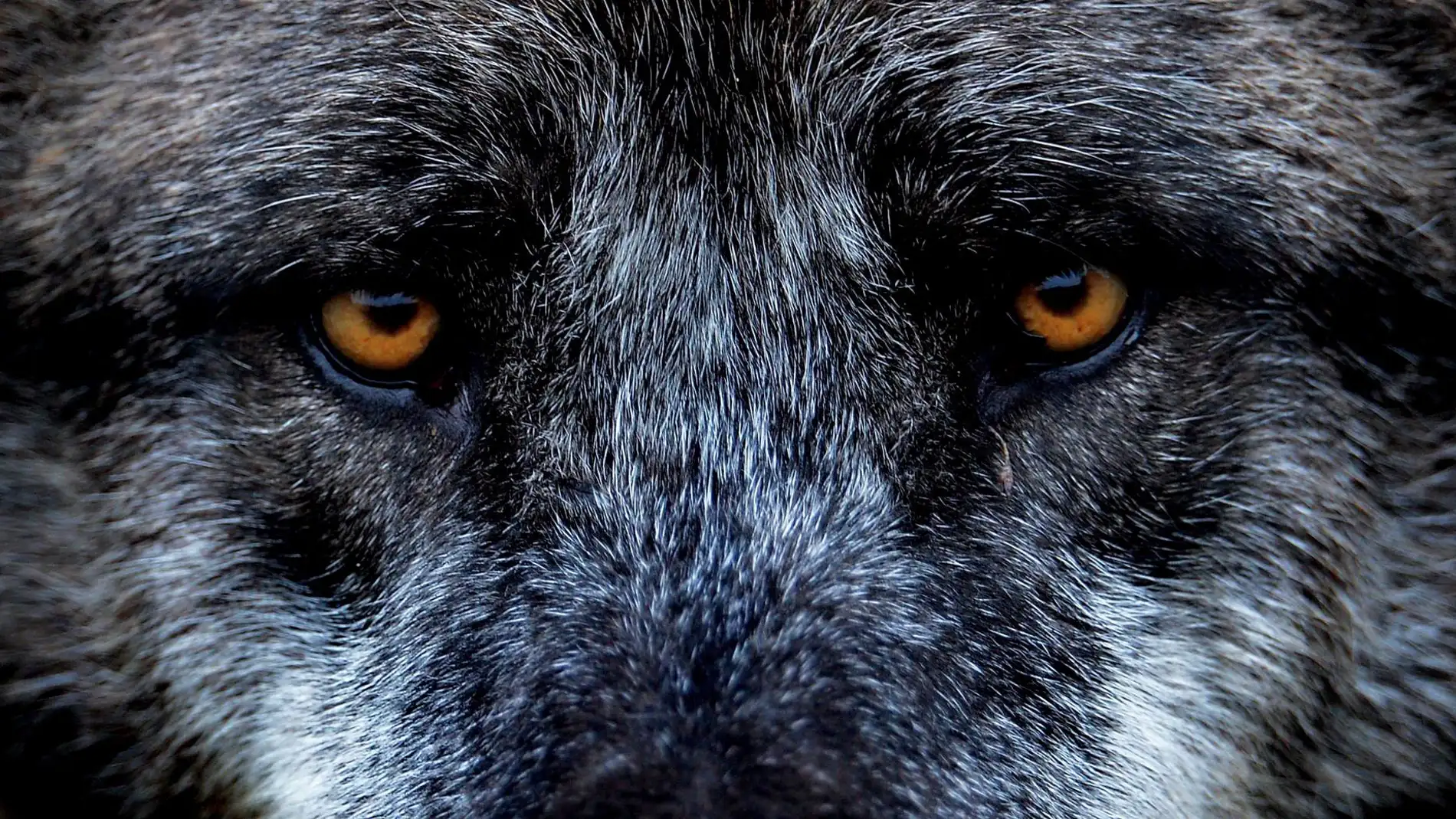 Ojos de un lobo