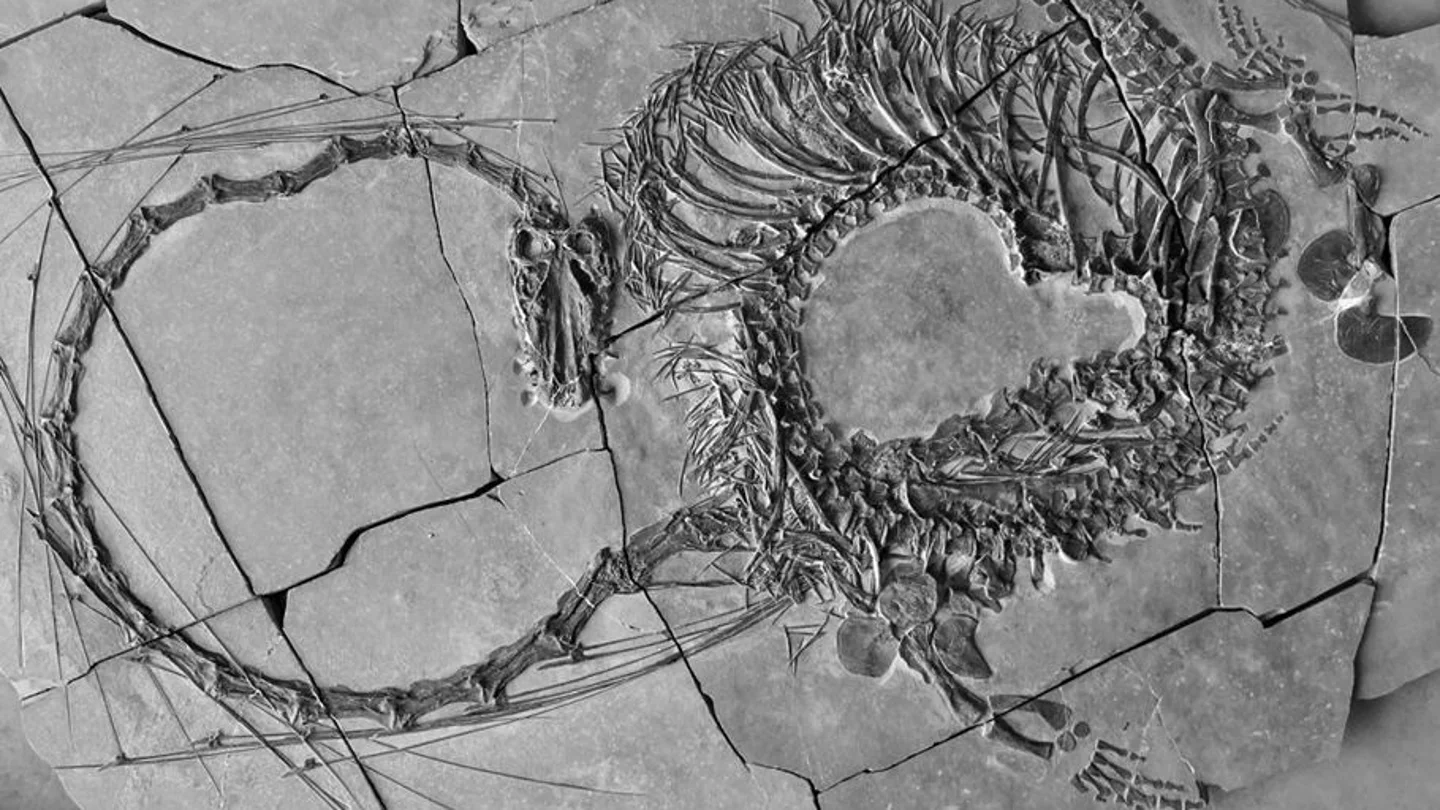 Imagen del Dinocephalosaurus orientalis Imagen del Dinocephalosaurus orientalis