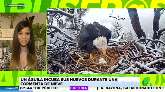 Las increíbles imágenes de un águila calva cuidando sus huevos durante una tormenta de nieve Las increíbles imágenes de un águila calva cuidando sus huevos durante una tormenta de nieve