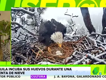 Las increíbles imágenes de un águila calva cuidando sus huevos durante una tormenta de nieve