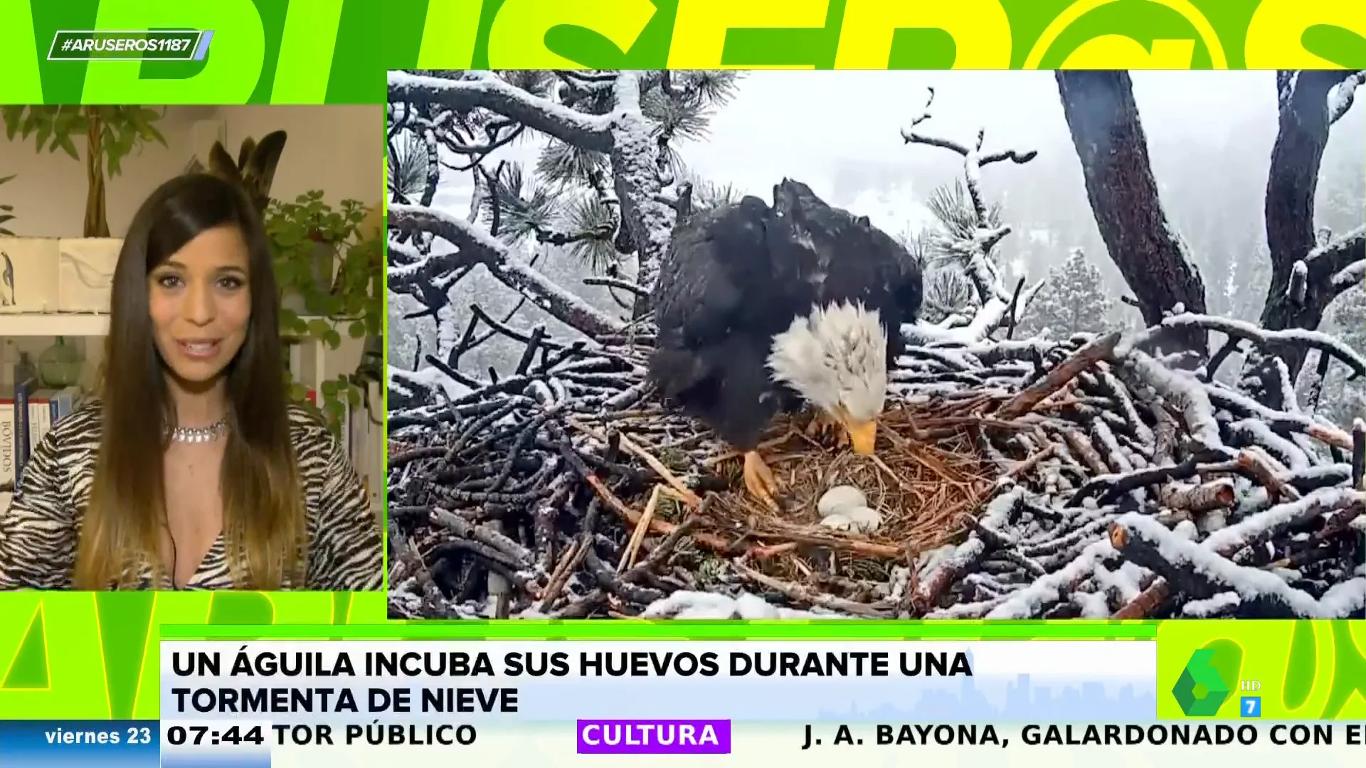 Las increíbles imágenes de un águila calva cuidando sus huevos durante una tormenta de nieve