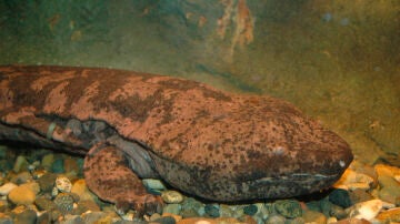 Salamandra gigante china