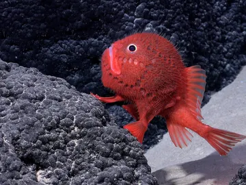 Descubiertas mas de 100 nuevas especies en las profundidades marinas de Chile Descubiertas mas de 100 nuevas especies en las profundidades marinas de Chile