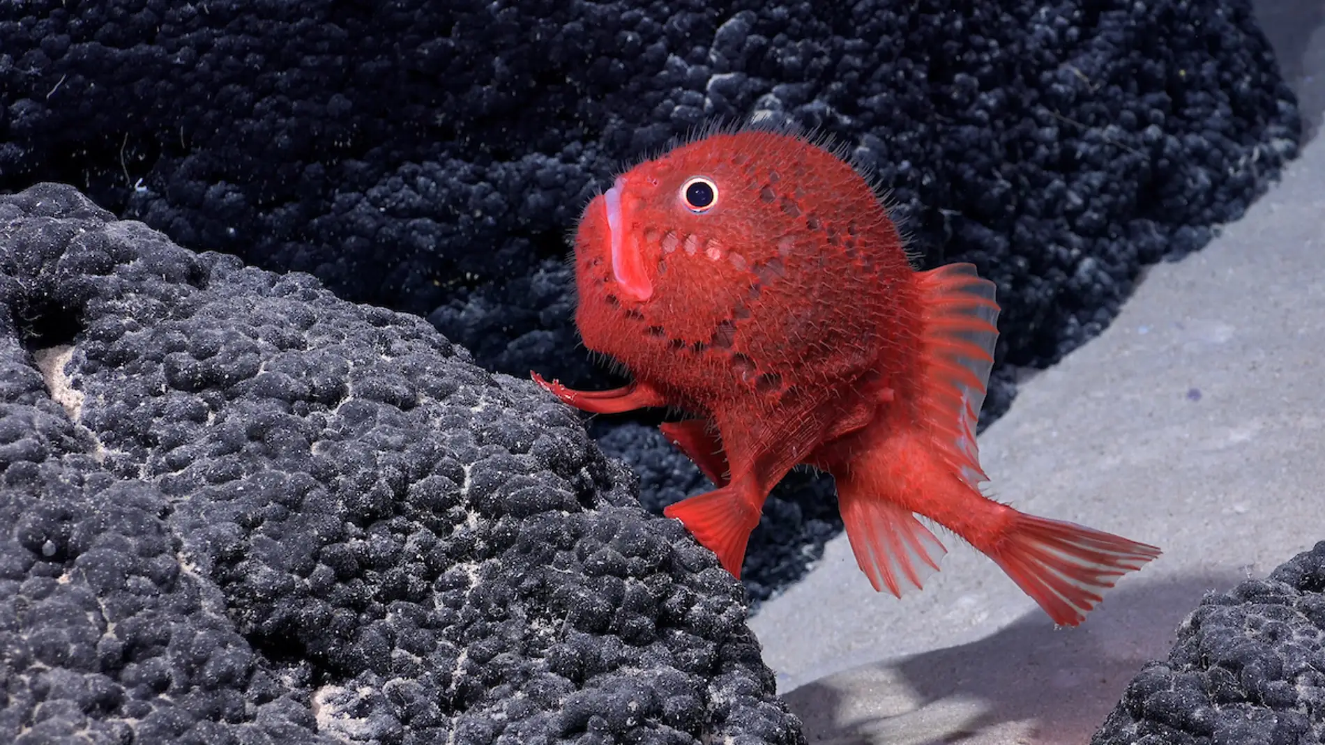 Descubiertas mas de 100 nuevas especies en las profundidades marinas de Chile Descubiertas mas de 100 nuevas especies en las profundidades marinas de Chile
