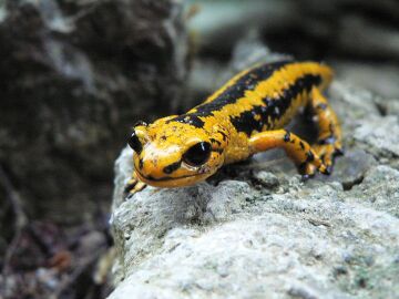Salamandra