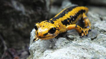 Salamandra