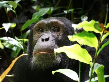 Chimpancé oriental Chimpancé oriental
