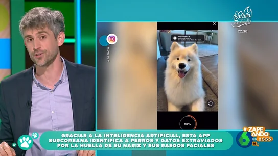 La app surcoreana que puede ayudarte a encontrar a tu perro o gato extraviado: Víctor Algra afirma que su éxito es del 98% La app surcoreana que puede ayudarte a encontrar a tu perro o gato extraviado: Víctor Algra afirma que su éxito es del 98%