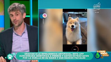 La app surcoreana que puede ayudarte a encontrar a tu perro o gato extraviado: Víctor Algra afirma que su éxito es del 98%