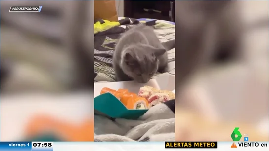 La curiosa reacción de un gato cuando huele por primera vez el pescado La curiosa reacción de un gato cuando huele por primera vez el pescado