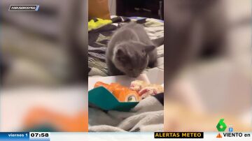 La curiosa reacción de un gato cuando huele por primera vez el pescado