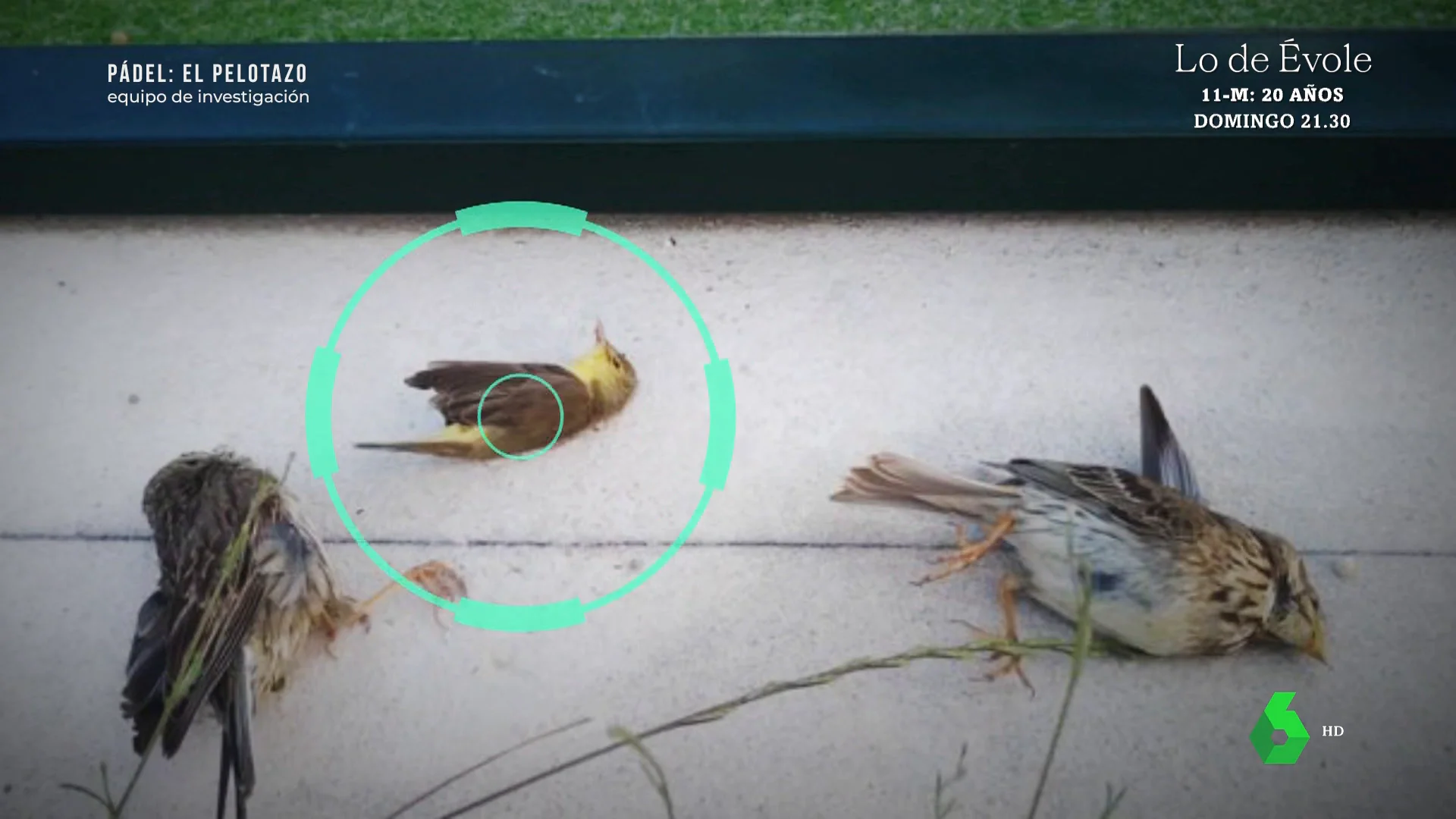 Equipo de Investigación visita una pista de pádel junto a un ecologista, que explica cómo las aves mueren al golpearse contra los cristales: "Este pájaro ha cruzado el Sáhara, ha recorrido miles de kilómetros y de repente muere por un choque absurdo".
