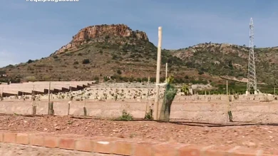 Imagen de una plantación en Valencia Imagen de una plantación en Valencia