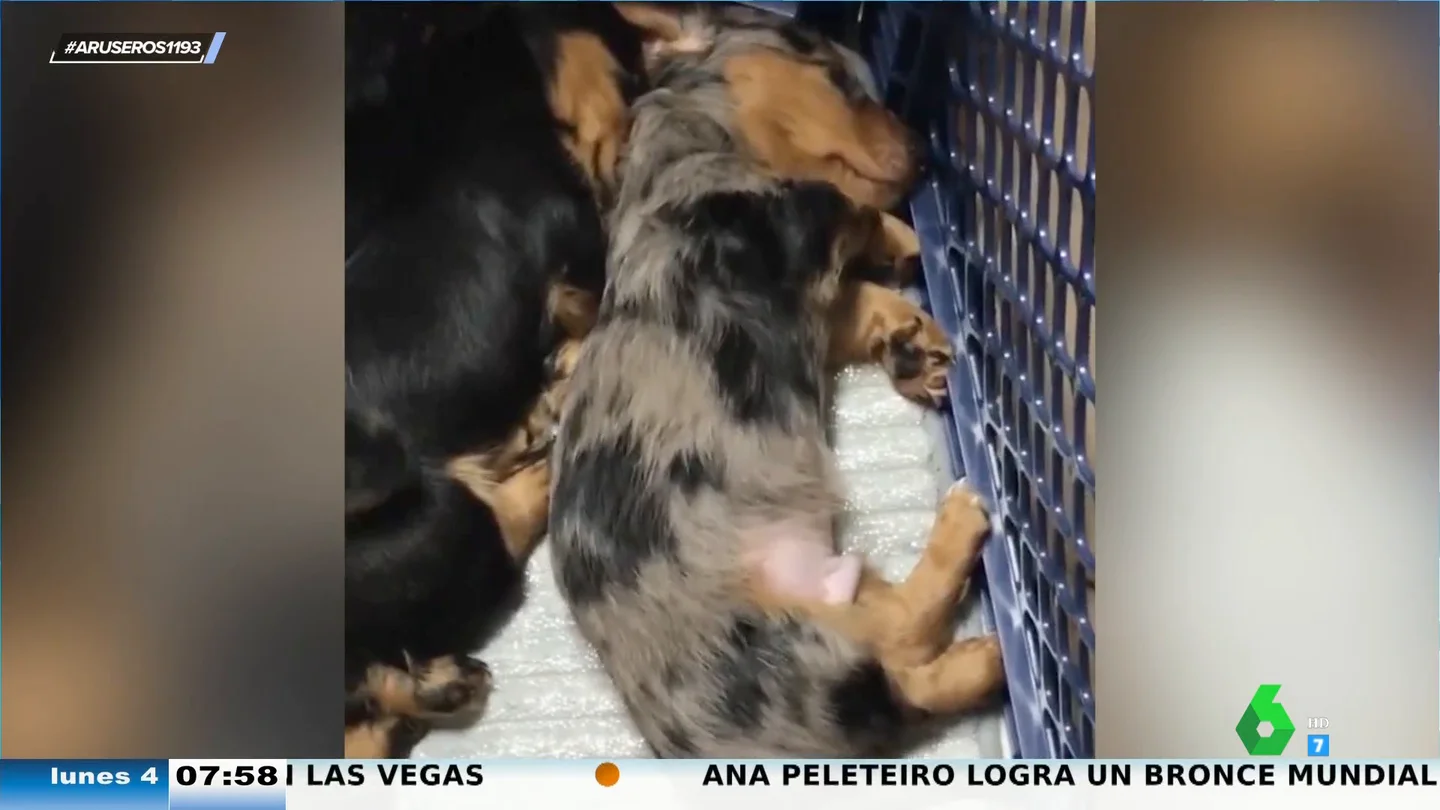 El tierno vídeo en el que un cachorro abraza a otro cuando se da cuenta de que está teniendo pesadillas El tierno vídeo en el que un cachorro abraza a otro cuando se da cuenta de que está teniendo pesadillas