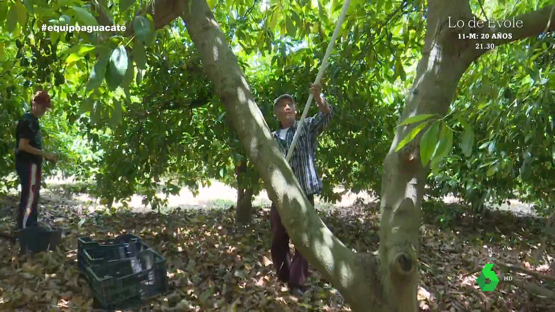 La enorme facturación de un agricultor malagueño gracias al aguacate: "18.000 euros, no me puedo quejar"