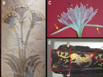 Nuevas hipotesis sobre la planta moly de la Odisea un enigma botanico milenario