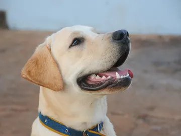 perro labrador perro labrador