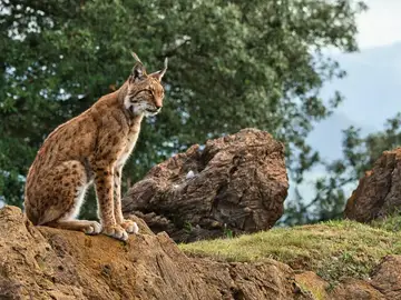 El lince iberico tambien se infecta por el virus de la covid 19 El lince iberico tambien se infecta por el virus de la covid 19