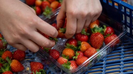 Foto de archivo de una operaria preparando tarrinas de fresas