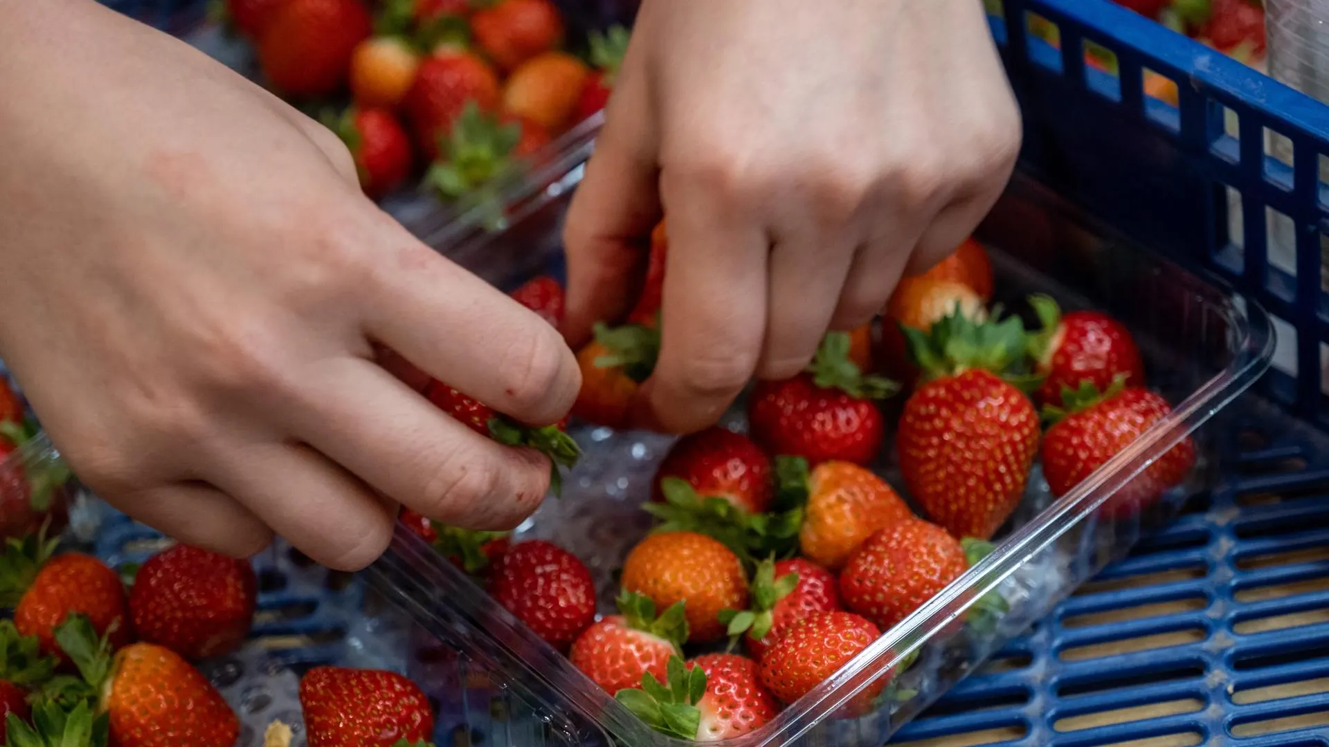 Foto de archivo de una operaria preparando tarrinas de fresas