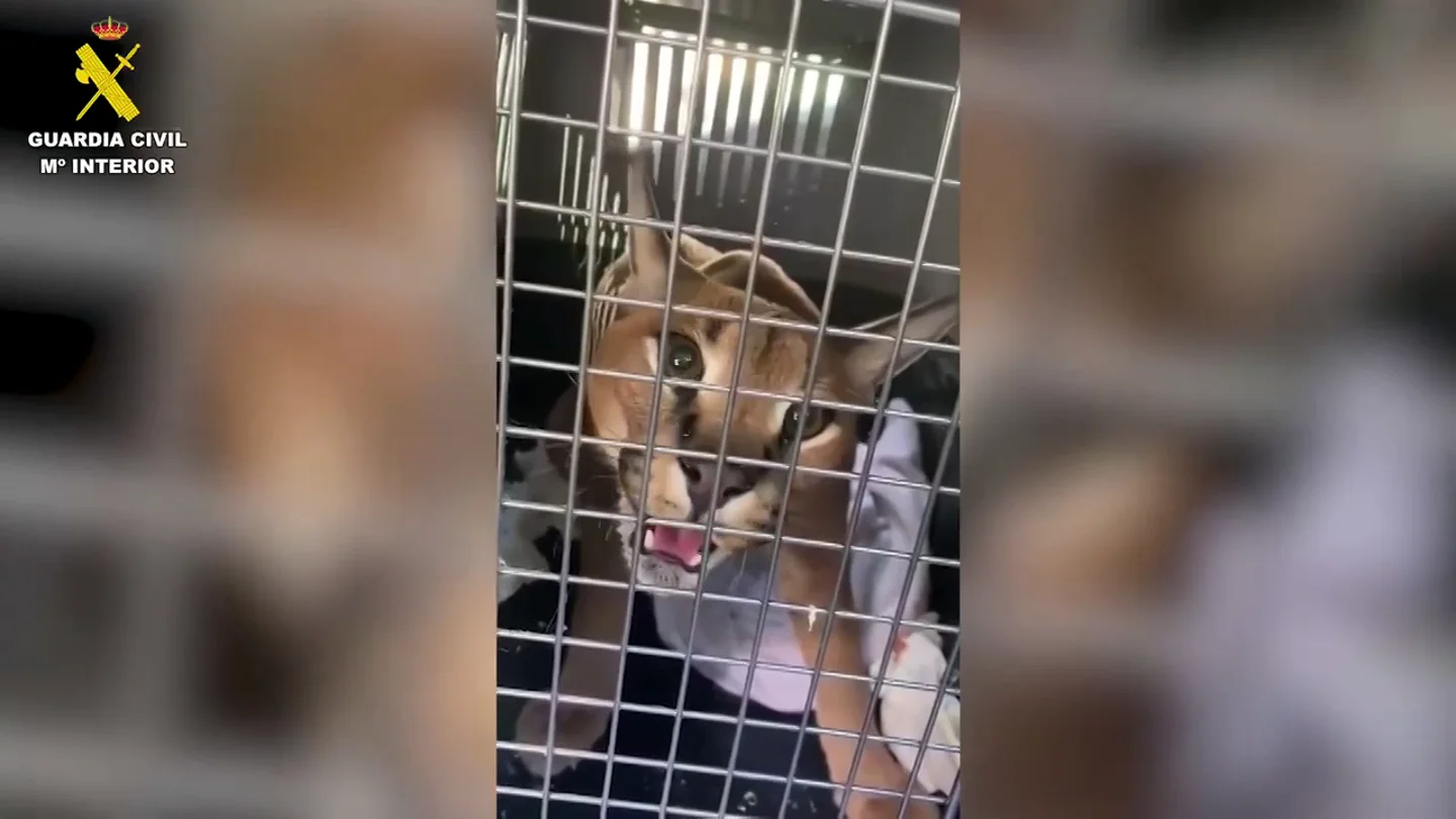 La Guardia Civil interviene un lince africano en el jardín de una vivienda en Marbella La Guardia Civil interviene un lince africano en el jardín de una vivienda en Marbella