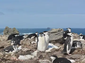 El cambio climatico modifica ciertos rasgos de personalidad en los pingueinos de la Antartida El cambio climatico modifica ciertos rasgos de personalidad en los pingueinos de la Antartida