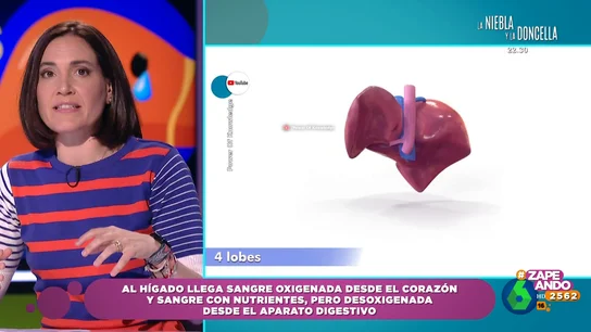¿Por qué es tan importante el hígado? Boticaria García expone que es un órgano multitarea ¿Por qué es tan importante el hígado? Boticaria García expone que es un órgano multitarea