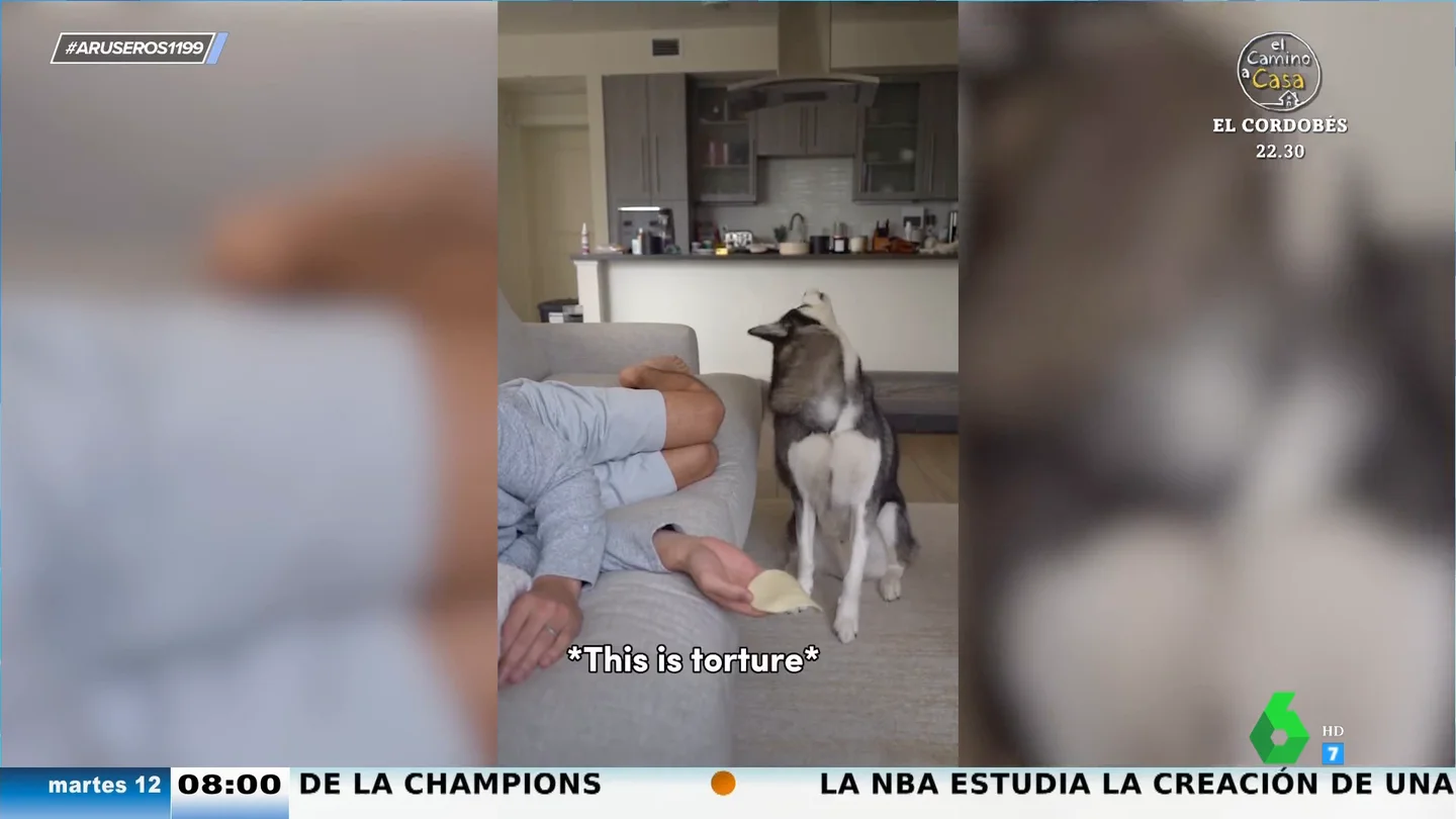 El dilema moral de un perro que duda si comerse o no el queso de la mano de su dueño, que finge estar dormido El dilema moral de un perro que duda si comerse o no el queso de la mano de su dueño, que finge estar dormido