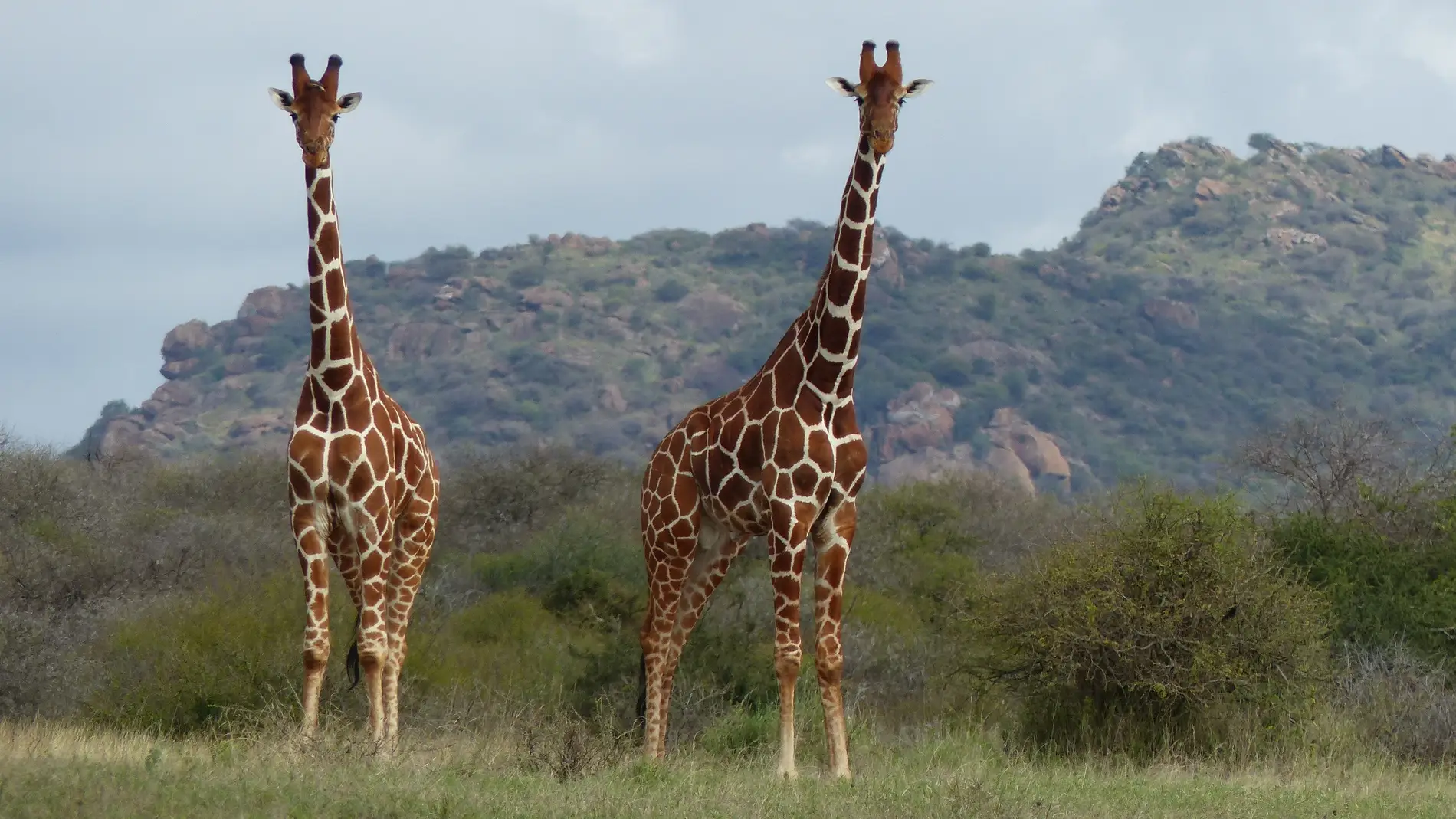 girafas girafas