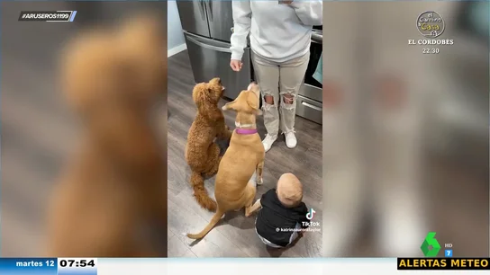 La divertida reacción de un bebé cuando ve que a los dos perritos les dan un premio por sentarse La divertida reacción de un bebé cuando ve que a los dos perritos les dan un premio por sentarse