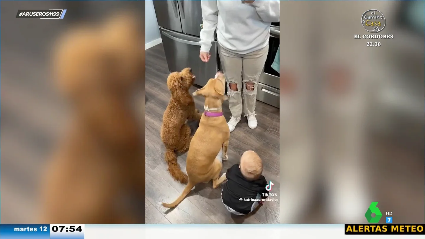 La divertida reacción de un bebé cuando ve que a los dos perritos les dan un premio por sentarse La divertida reacción de un bebé cuando ve que a los dos perritos les dan un premio por sentarse