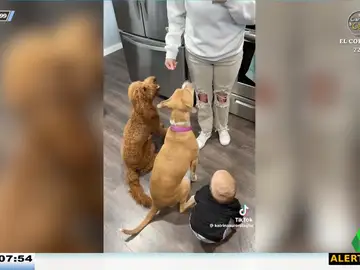 La divertida reacción de un bebé cuando ve que a los dos perritos les dan un premio por sentarse