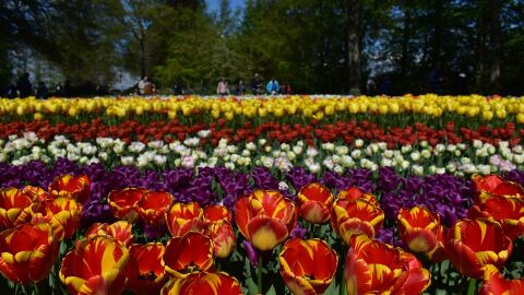 Parque Keukenhof