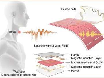 Diseñan un dispositivo para poder hablar sin tener que usar las cuerdas vocales Diseñan un dispositivo para poder hablar sin tener que usar las cuerdas vocales