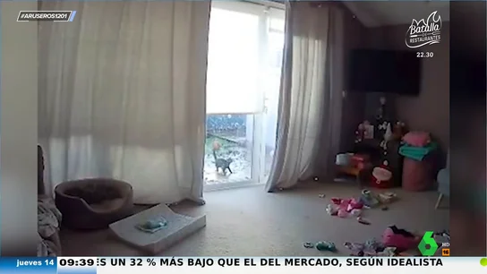 Un gato vuelve por su propio pie a casa después de llevar desaparecido tres meses: así reacciona su dueña al volverle a ver Un gato vuelve por su propio pie a casa después de llevar desaparecido tres meses: así reacciona su dueña al volverle a ver