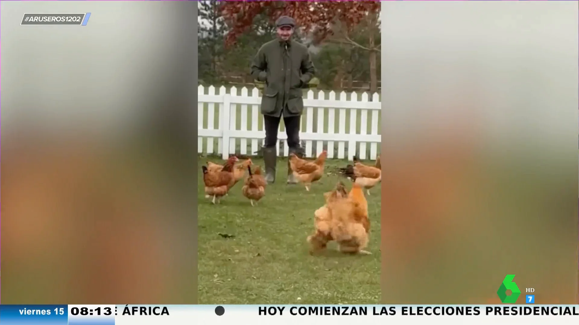 Alfonso Arús analiza el surrealista vídeo de David Beckham con gallinas: "Victoria quiere huevos frescos"