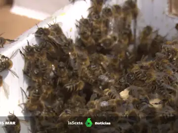 ¿Cómo protegerse de las abejas en caso de ataque?